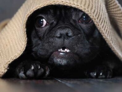 Be Sensitive to Noise Phobias Image